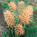 Grevillea Caloundra Gem 140mm