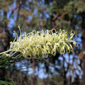 Grevillea Ivory Whip 200mm