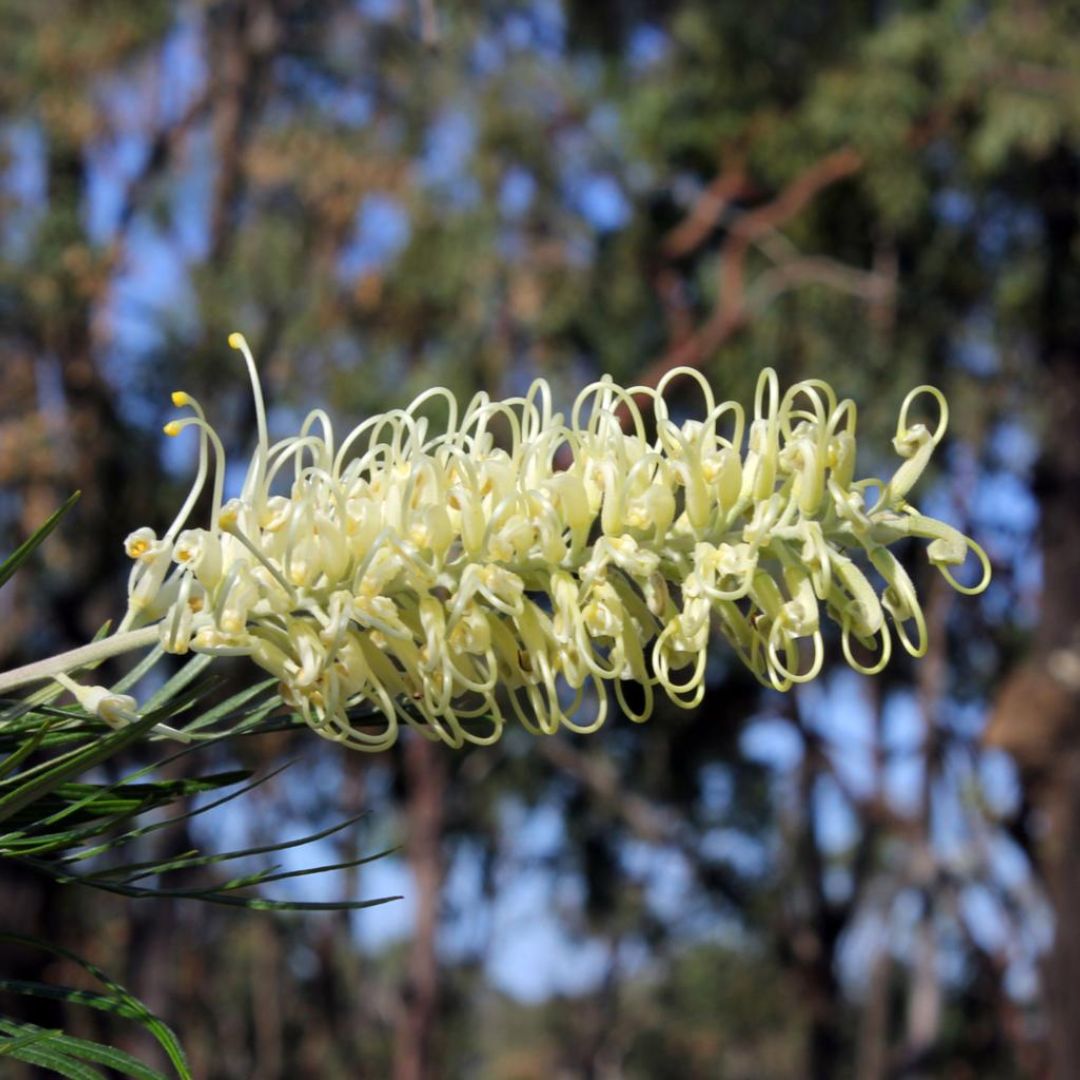Grevillea Ivory Whip 200mm