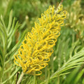 Grevillea Sandra Gordon 140mm