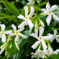 Trachelospernum Jas 140m