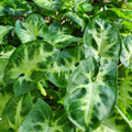 Syngonium Mixed 140mm