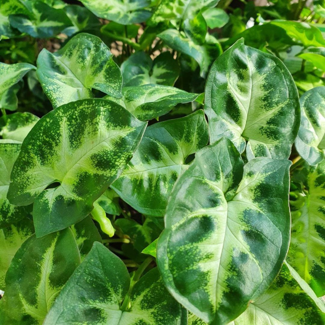 Syngonium Mixed 140mm