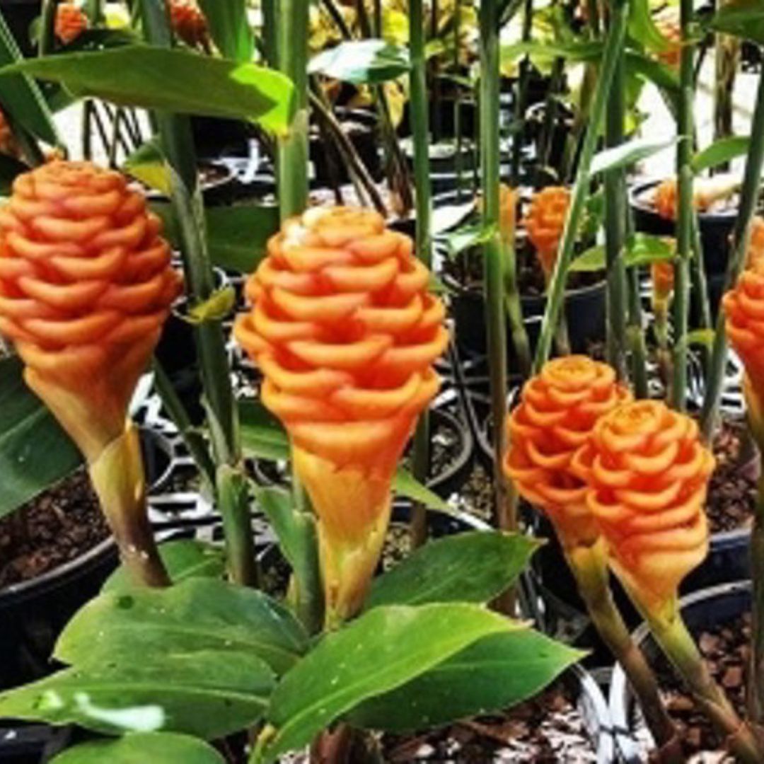 Zingiber Spectabile Beehive Ginger 200mm