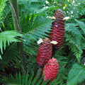 Zingiber Ottensii Cocoa Delight Ginger 140mm