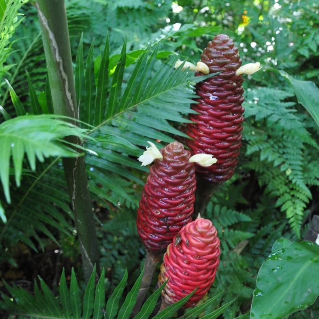 Zingiber Ottensii Cocoa Delight Ginger 140mm