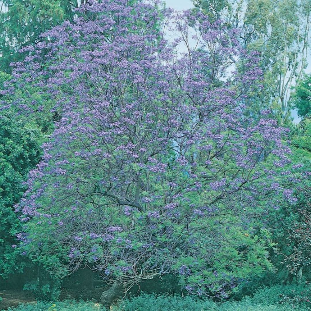 Jacaranda Mimosifolia 140mm
