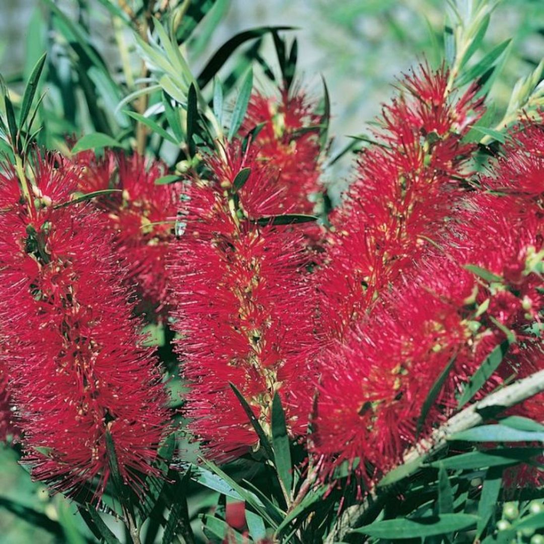 Callistemon Kings Park Special 200mm