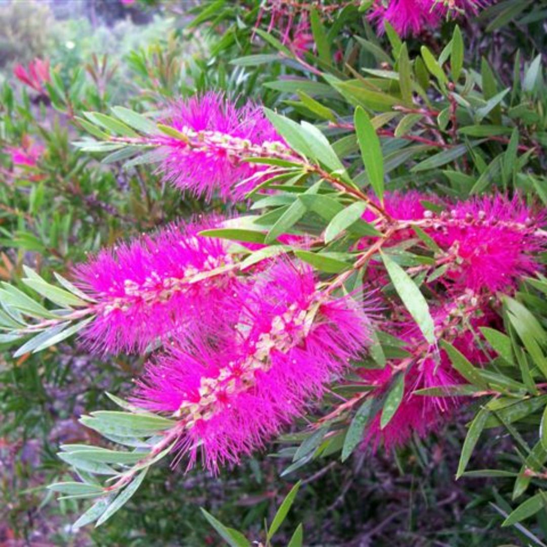 Callistemon Perth Pink 140mm