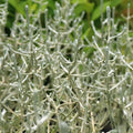 Leucophyta Brownii 140mm