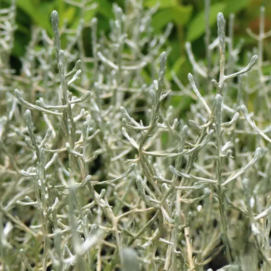 Leucophyta Brownii 140mm