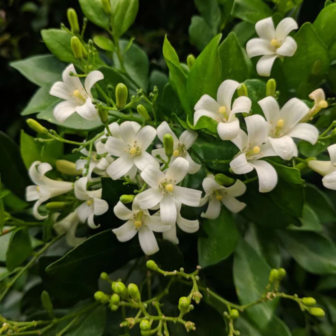 Murraya Paniculata 140mm