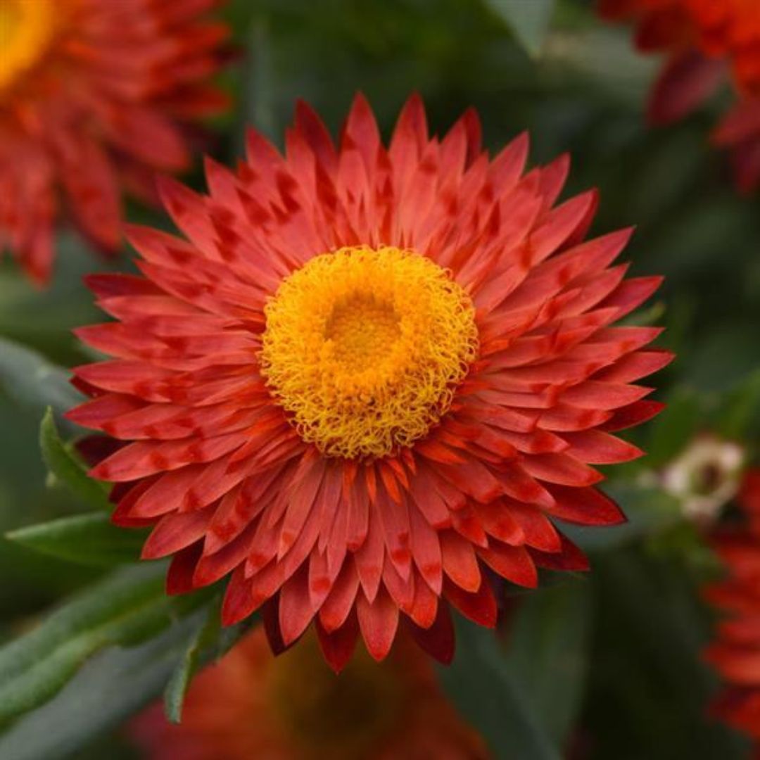 Bracteantha Mohave Fire Red 140mm