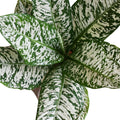Dieffenbachia White Etna 130mm