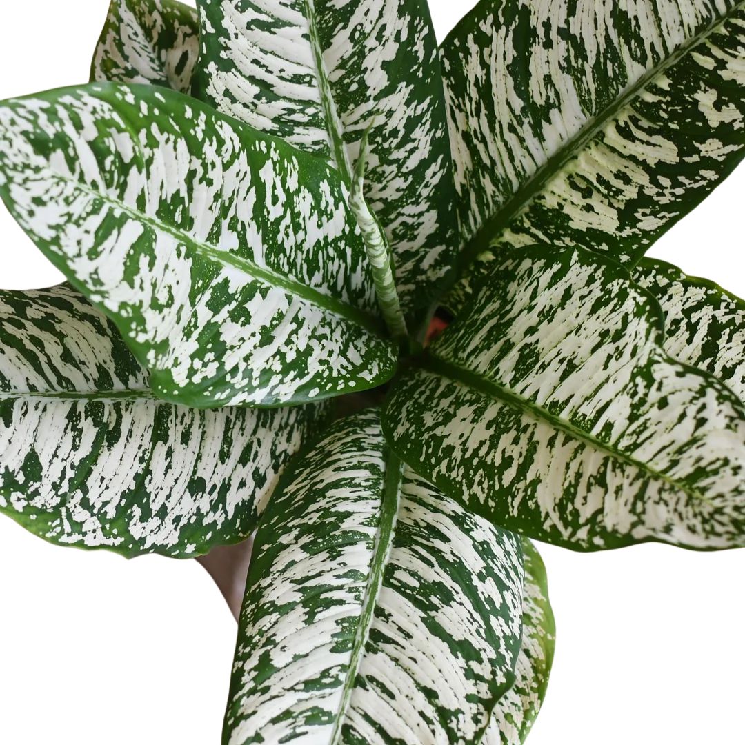 Dieffenbachia White Etna 130mm