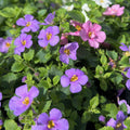 Bacopa Mixed 140mm