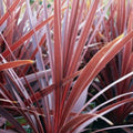 Cordyline Australis Red Sensation 200mm