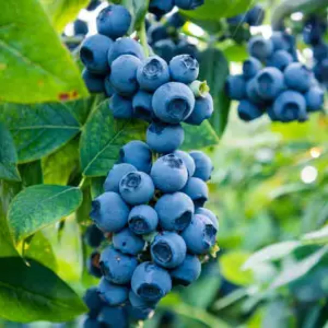 Blueberry Sunshine Blue 140mm