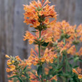 Agastache Sunrise Orange 140mm