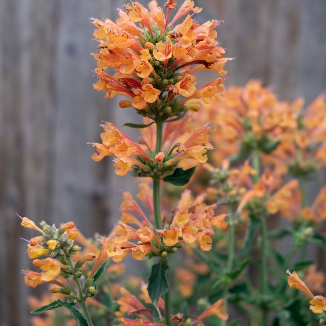 Agastache Sunrise Orange 140mm