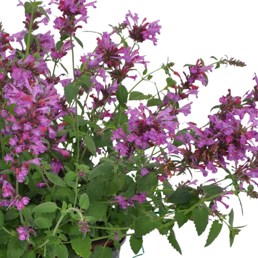Agastache Sunrise Violet 140mm