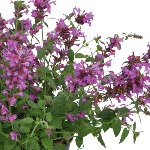 Agastache Sunrise Violet 140mm