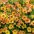 Calibrachoa Apricot Dream 140mm