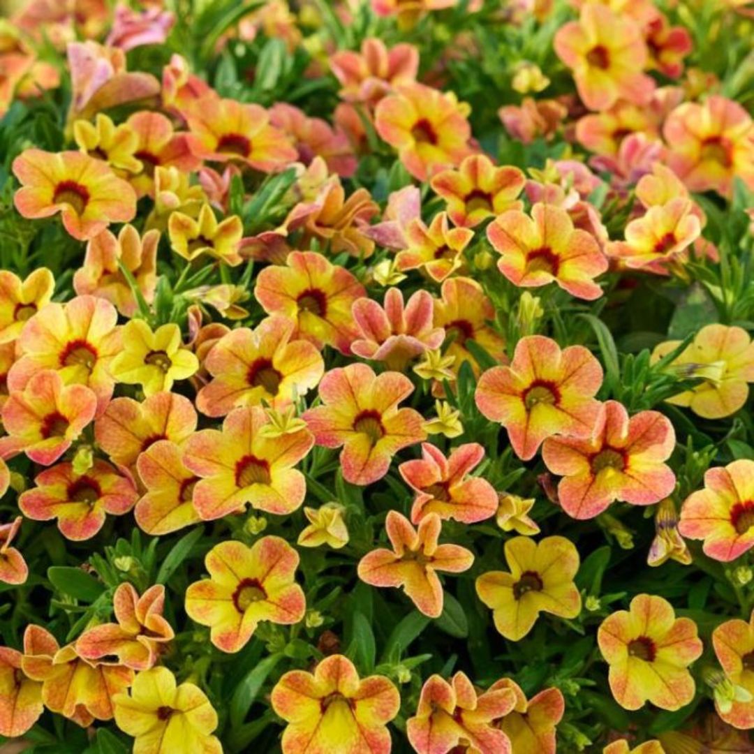 Calibrachoa Apricot Dream 140mm