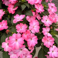 Sun Impatiens Pink Splash 140mm