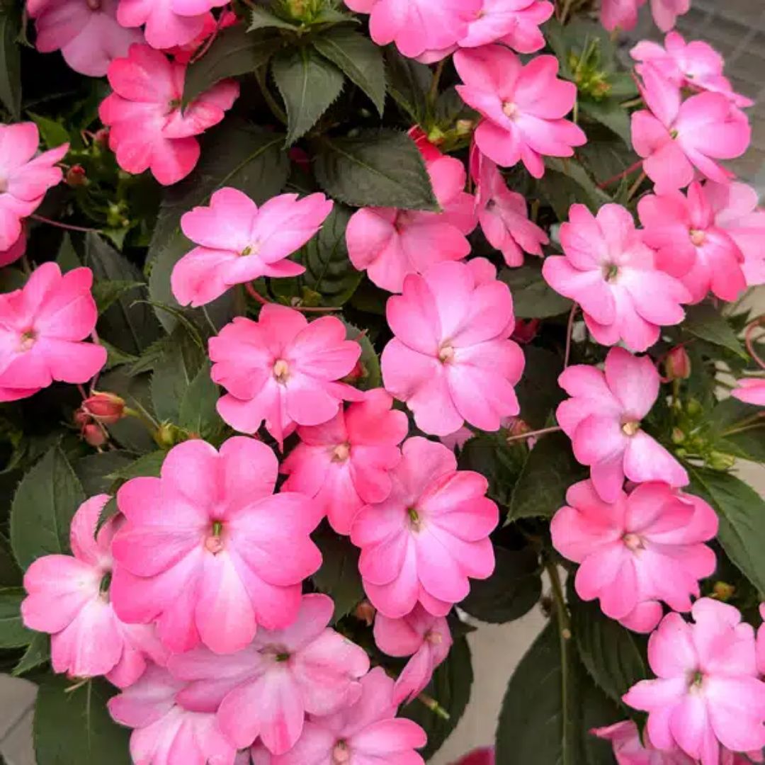 Sun Impatiens Pink Splash 140mm