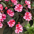 Sun Impatiens Red Candy 140mm