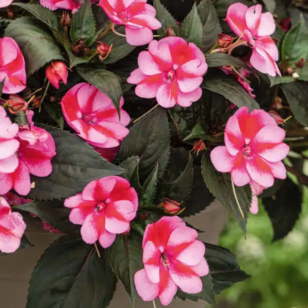 Sun Impatiens Red Candy 140mm