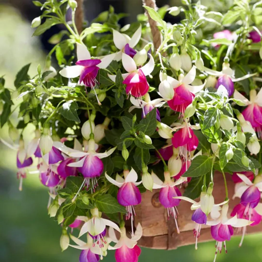 Fuchsia Bella Nora 140mm