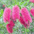 Callistemon Taree Pink 200mm