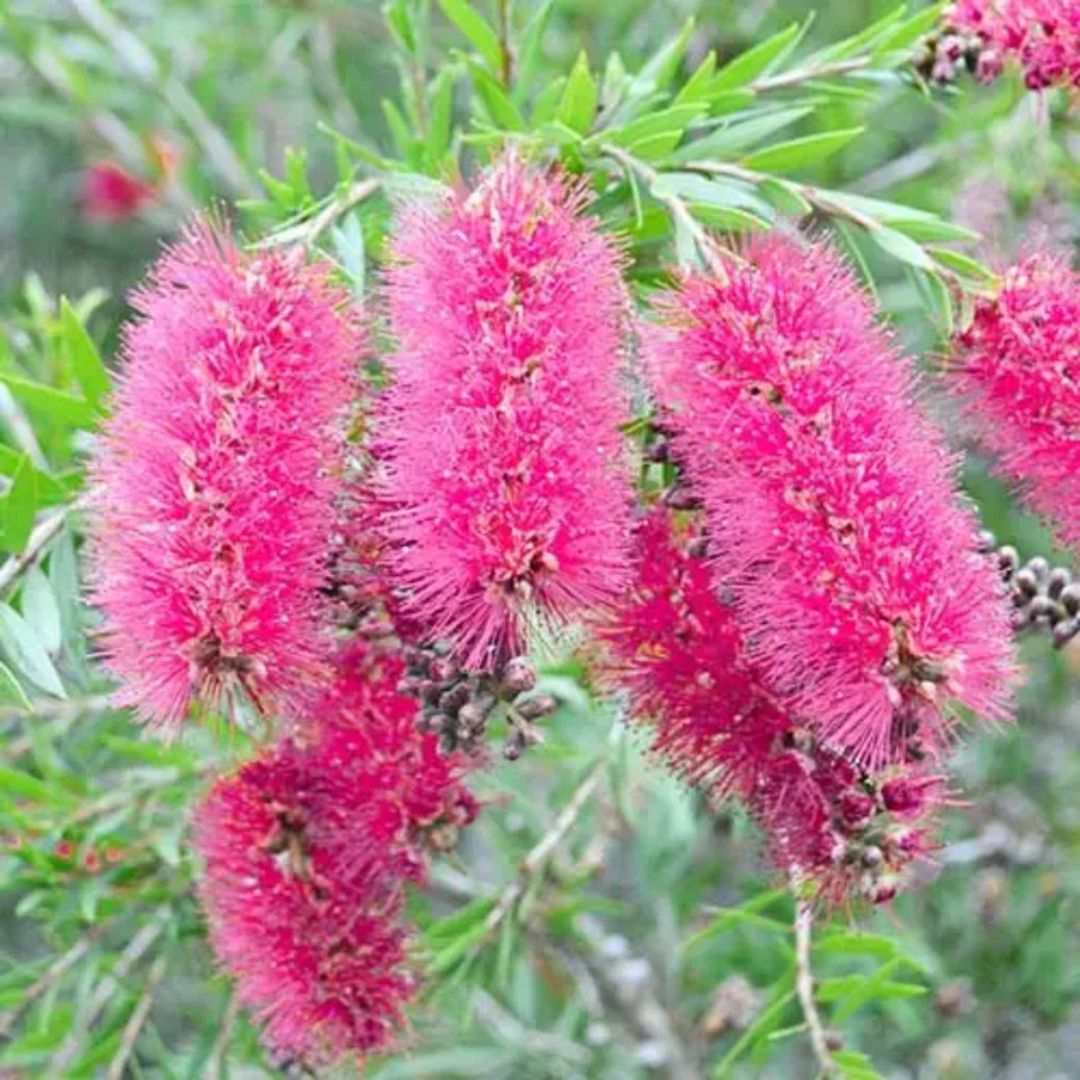 Callistemon Taree Pink 200mm