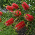Callistemon Cherry Time 200mm
