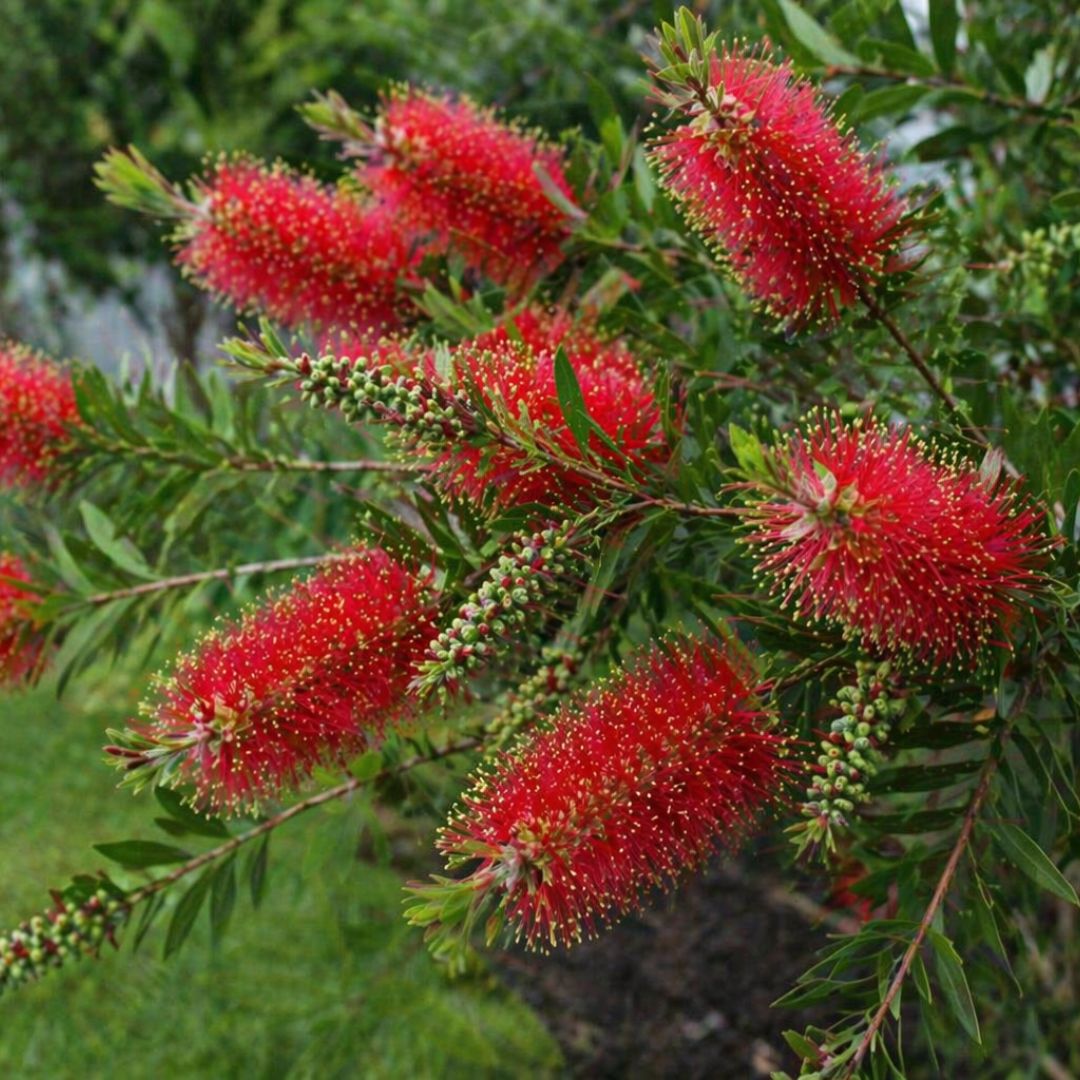 Callistemon Cherry Time 200mm