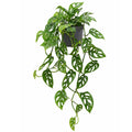 Monstera Monkey Face 130mm
