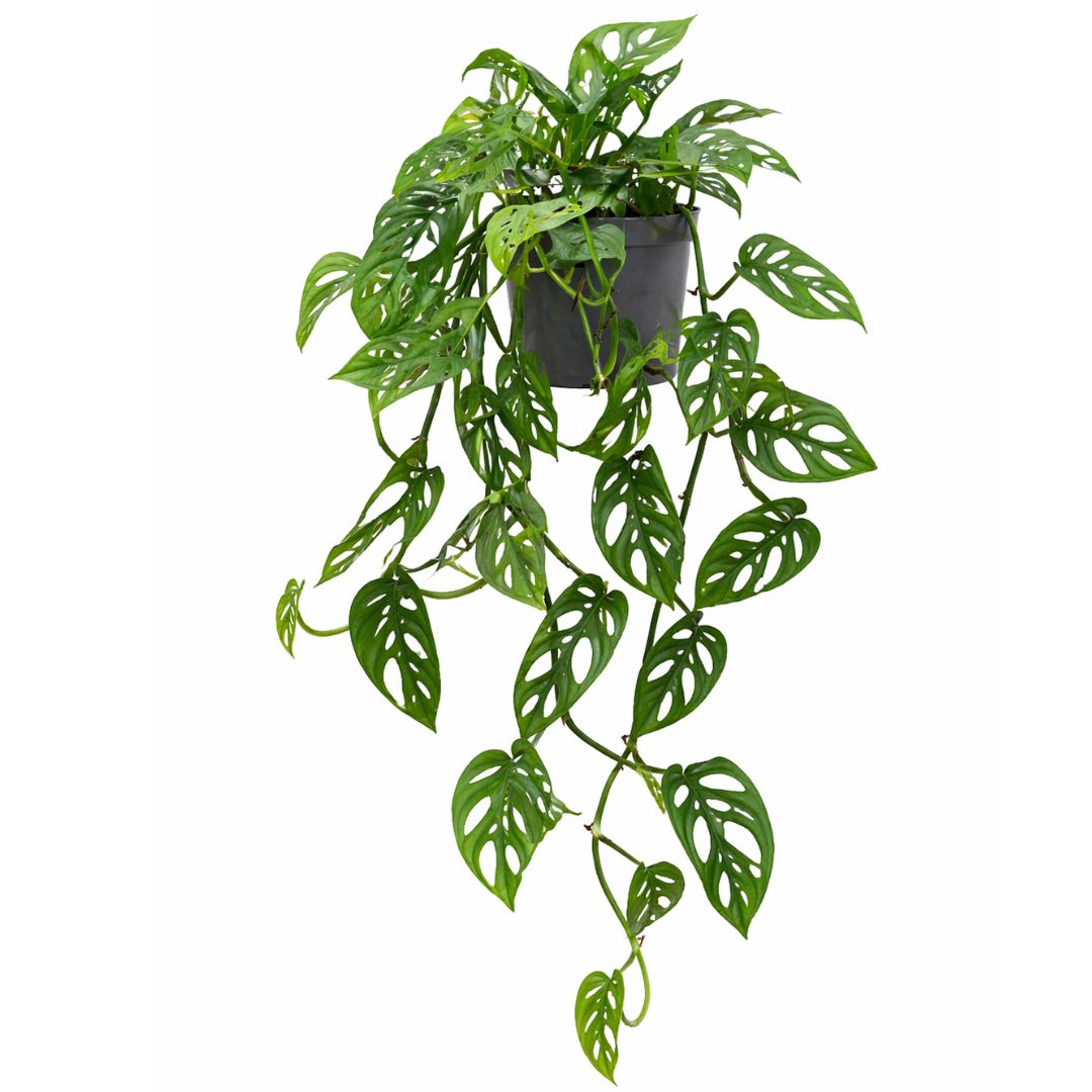 Monstera Monkey Face 130mm