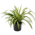 Chlorophytum Ribbon Plant 130mm