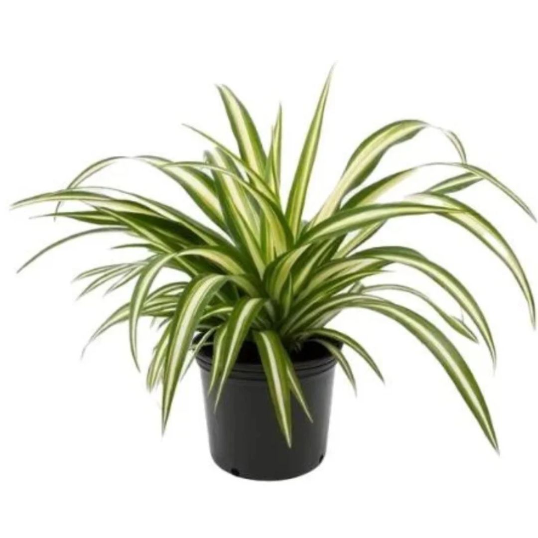 Chlorophytum Ribbon Plant 130mm