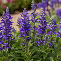 Salvia Lake 140mm