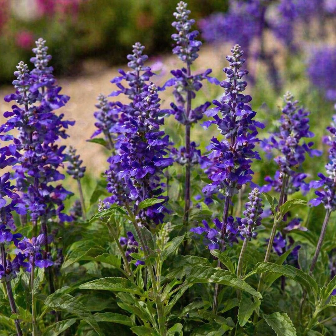 Salvia Lake 140mm