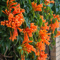 Pyrostegia Orange Trumpet Vine 125mm