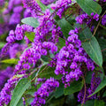 Hardenbergia Violacea Purple 125mm