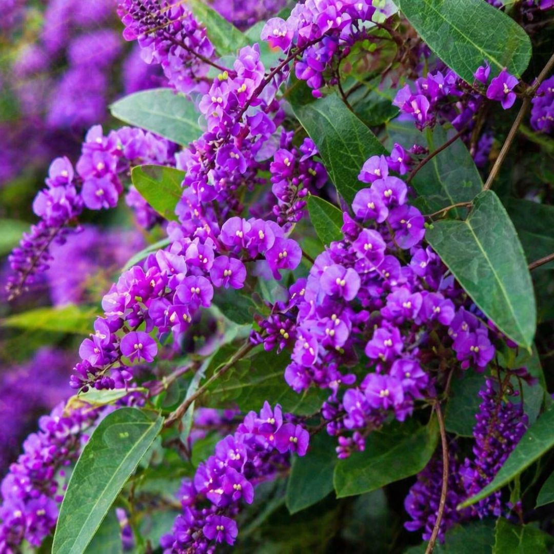Hardenbergia Violacea Purple 125mm