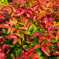 Nandina Domestica Nana 140mm