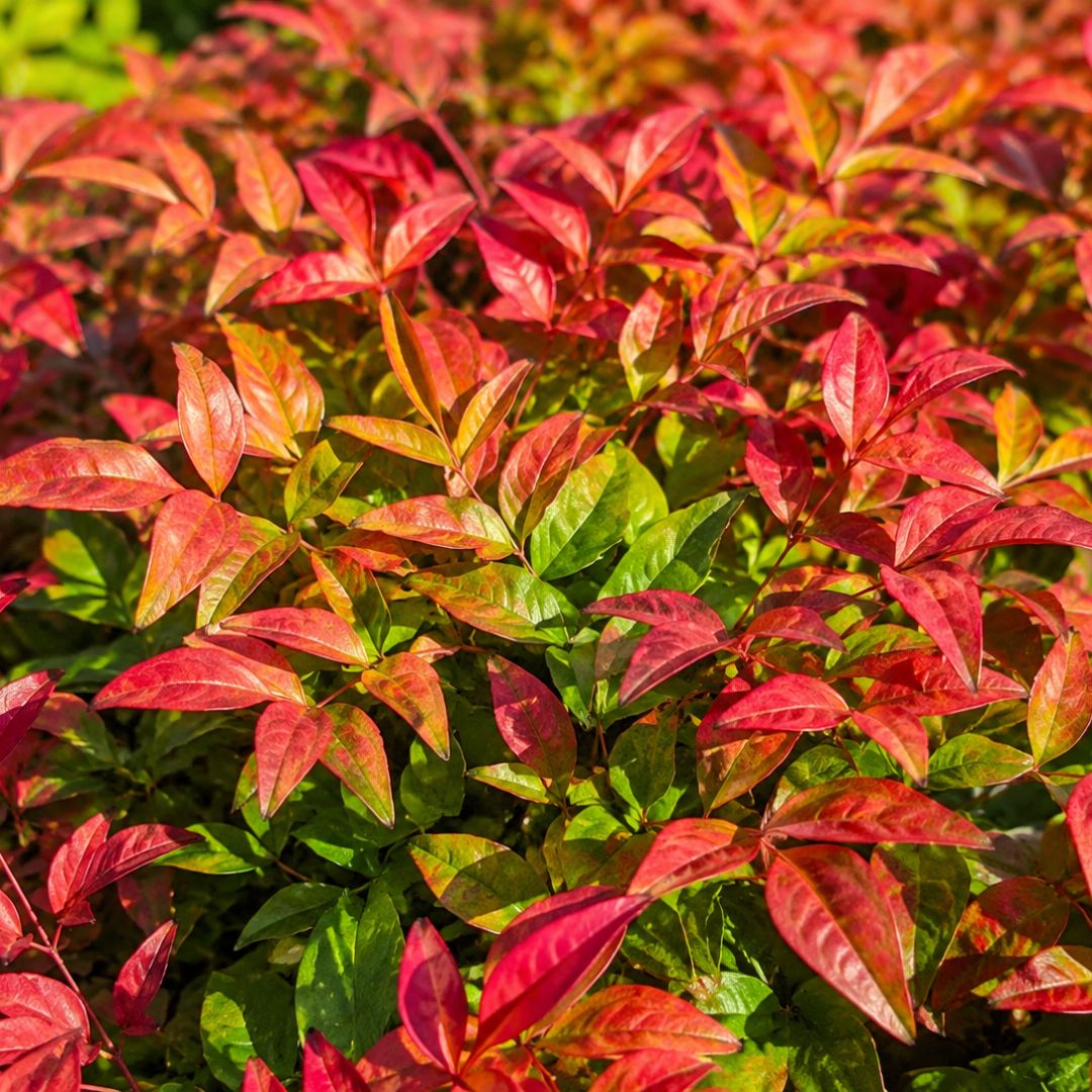 Nandina Domestica Nana 140mm