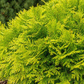 Thuja  Aurea Nana 140mm