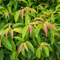 Waterhousia Floribunda 200mm